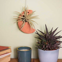 Moon Ceramic Air Plant Hanger-Siesta Crafts