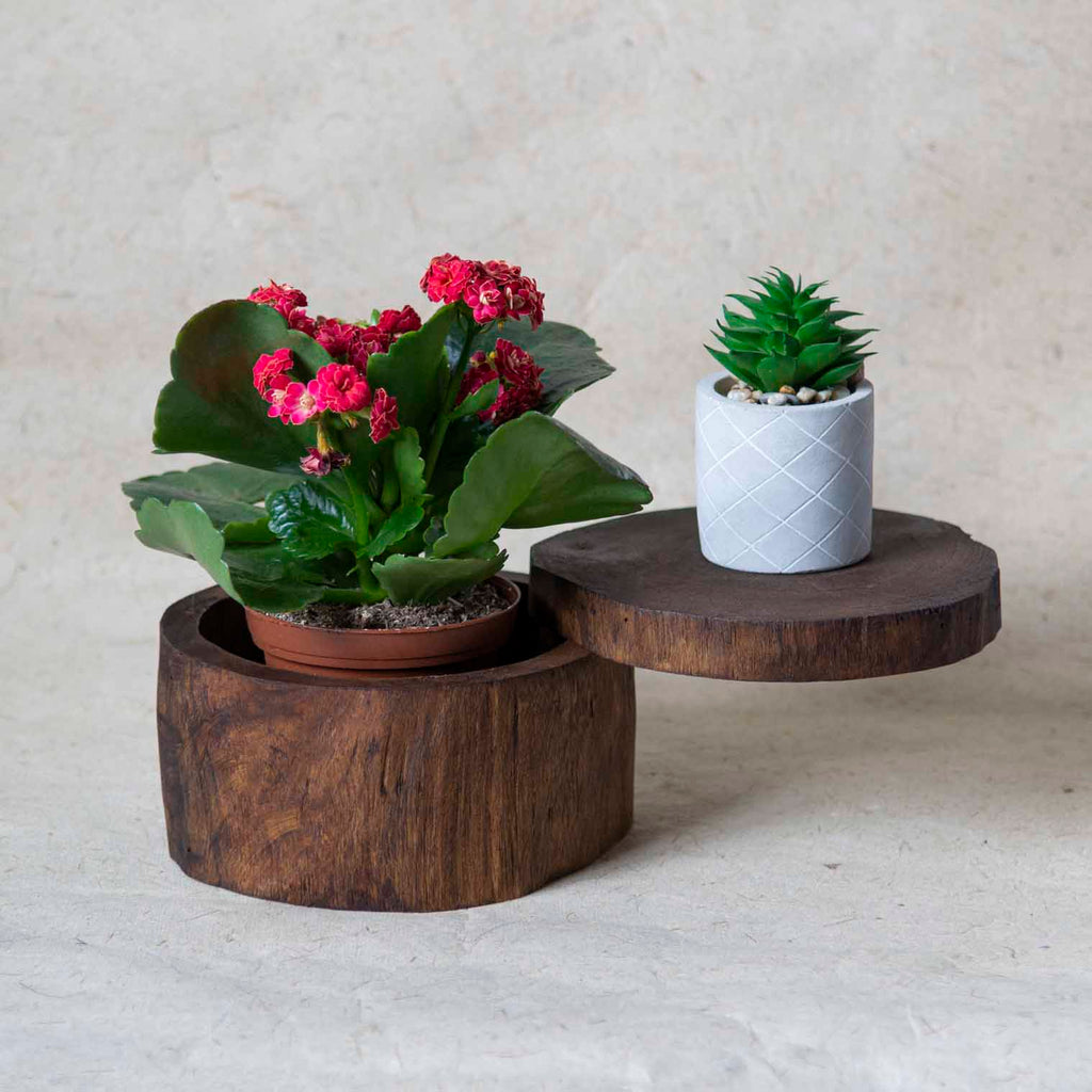 Log Box with Sliding Lid-Siesta Crafts