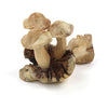 Small Parasite Wood Mushrooms-Siesta Crafts