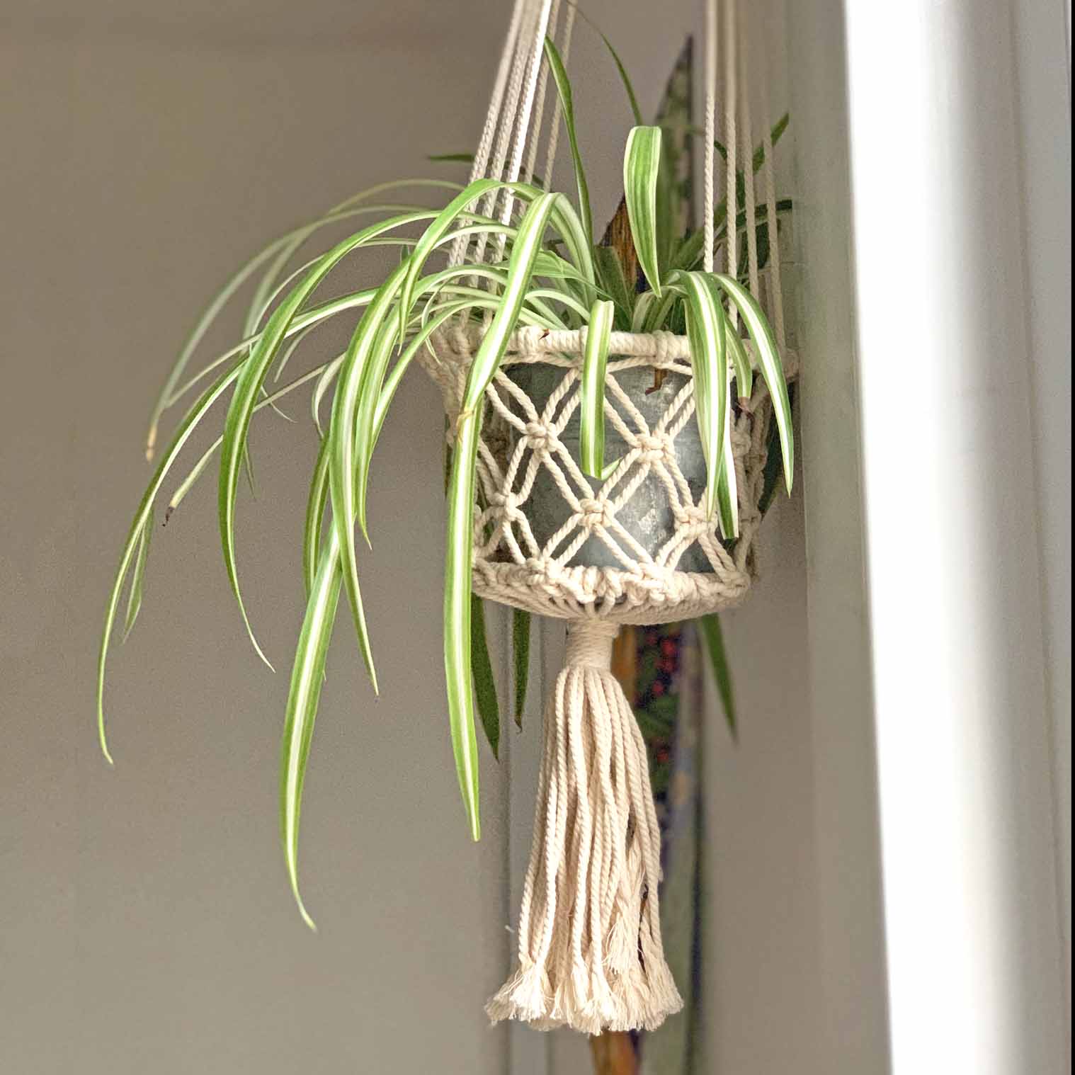 macrame spider plant holder Macrame Plant Hanger – Siesta Crafts