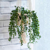 Macrame Plant Hanger-Siesta Crafts