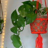 Bright Macrame Plant Hanger-Siesta Crafts