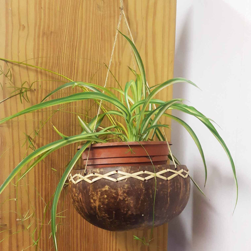 Coconut Plant Hanger-Siesta Crafts