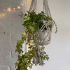Extra Large Macrame Plant Hanger-Siesta Crafts
