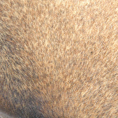 Raw Goat Skin Shamanic Drum 30cm-Siesta Crafts