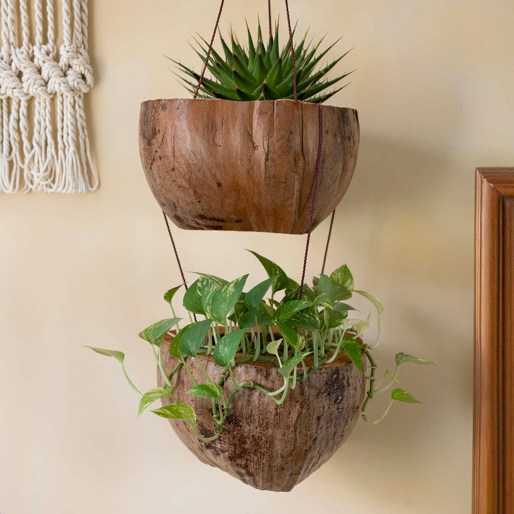 Double Coconut Plant Hanger