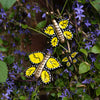 Mexican Ceramic Butterflies - Set of Three-Siesta Crafts