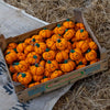 Pumpkin Felt Keyring-Siesta Crafts