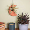 Moon Ceramic Air Plant Hanger-Siesta Crafts