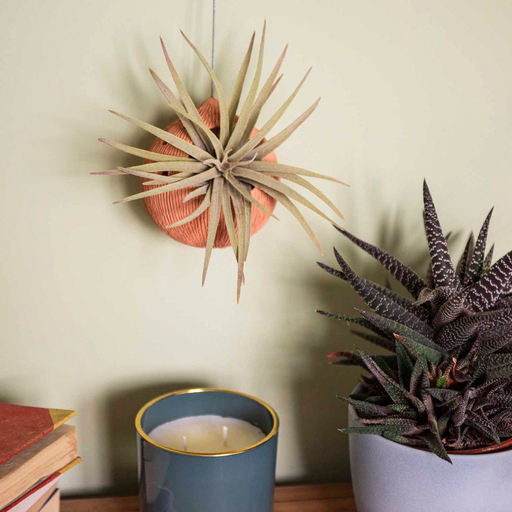 ceramic air plant hangers Globe Ceramic Air Plant Hanger – Siesta Crafts
