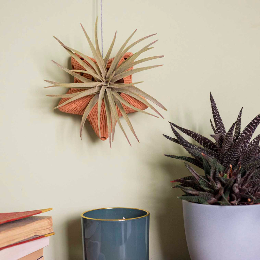 Star Ceramic Air Plant Hanger-Siesta Crafts