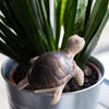 Turtle Ceramic Plant Pot Buddy-Siesta Crafts