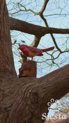 Robin on a Stand